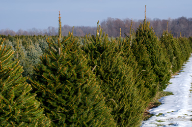 Real Christmas trees in London