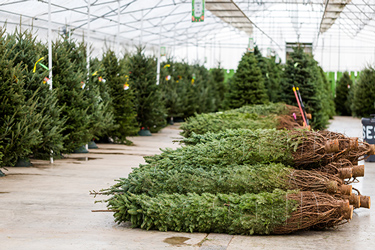 Christmas trees ready for delivery